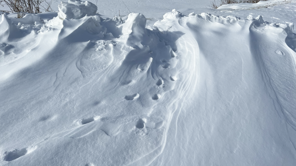 Deer tracks in folded wind blown snow looks sculptural near the river.
